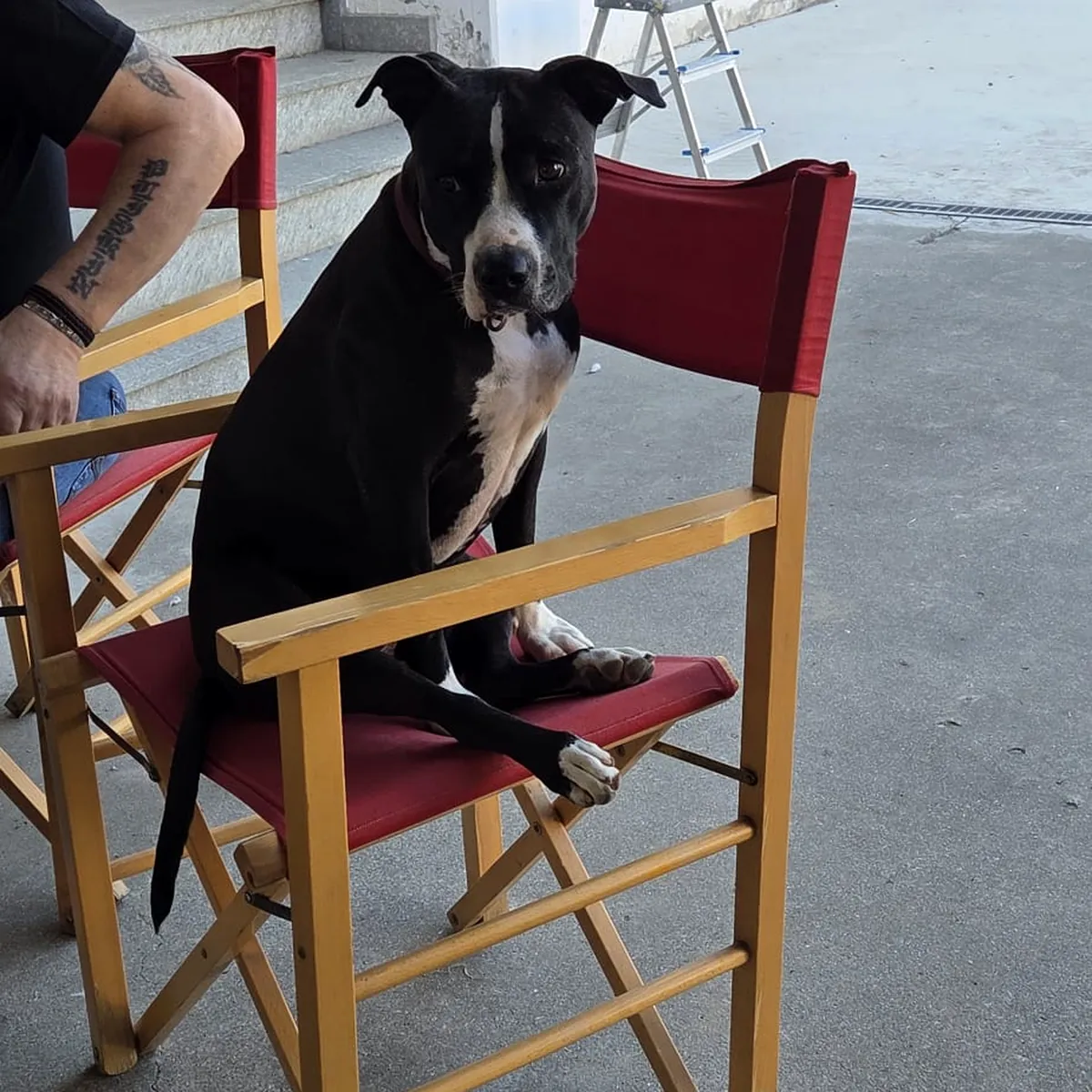 Un cane accolto alla Bar Trattoria La Scaletta